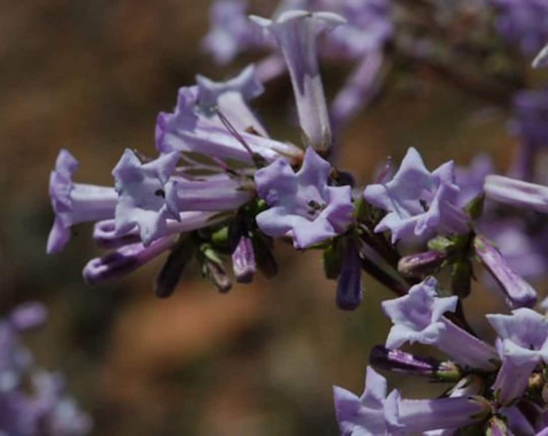 10 California Yerba Santa Seeds For Easy Growth