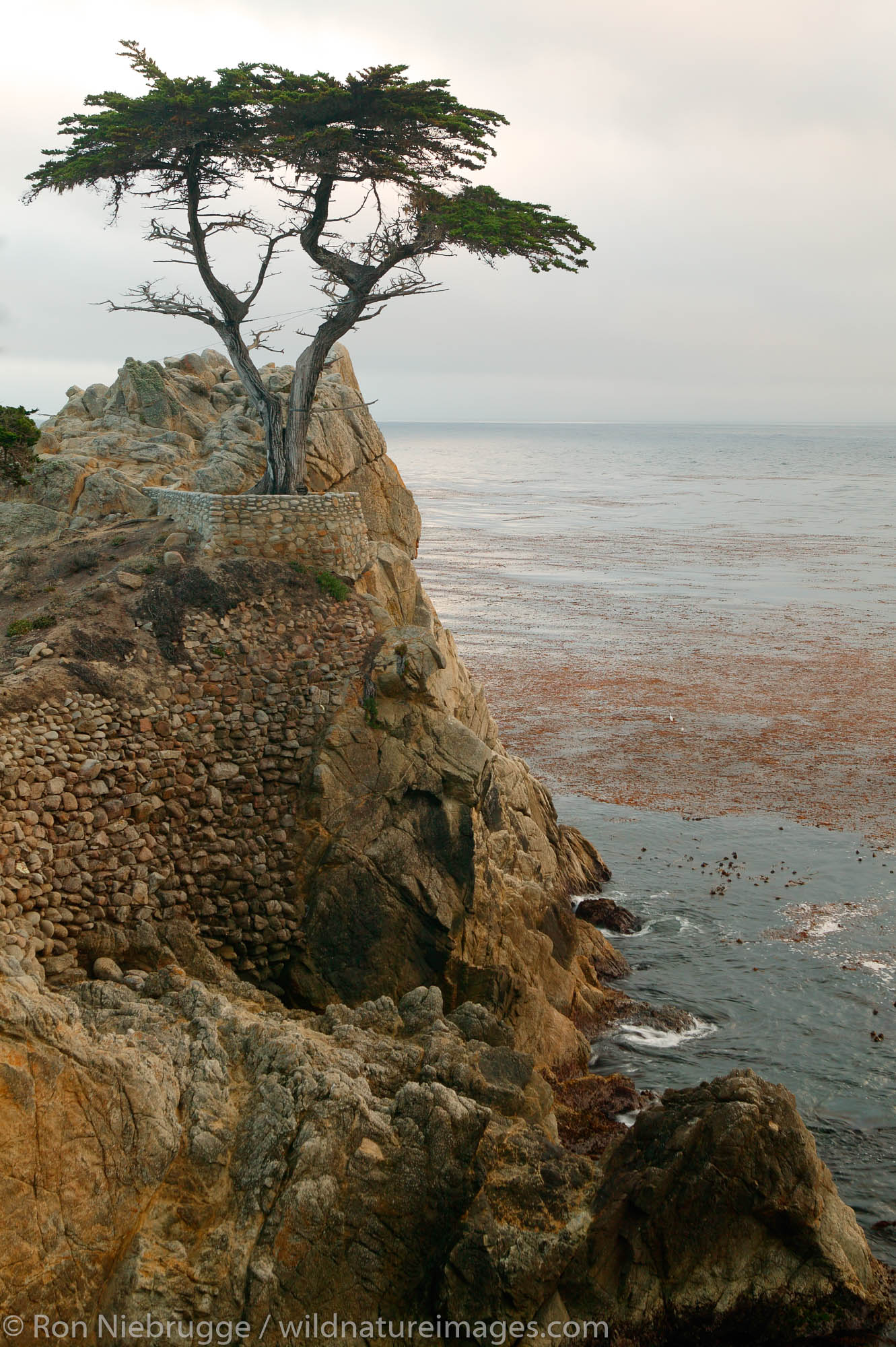 10+ Lone Cypress Tips For Perfect Photos