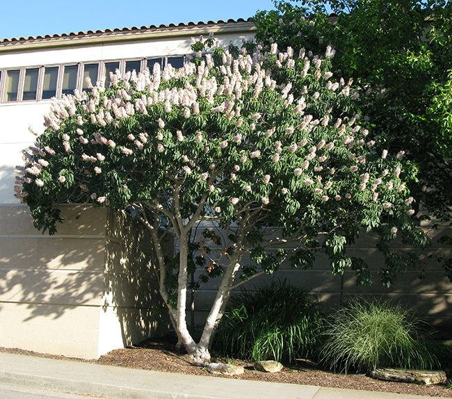 California Buckeye