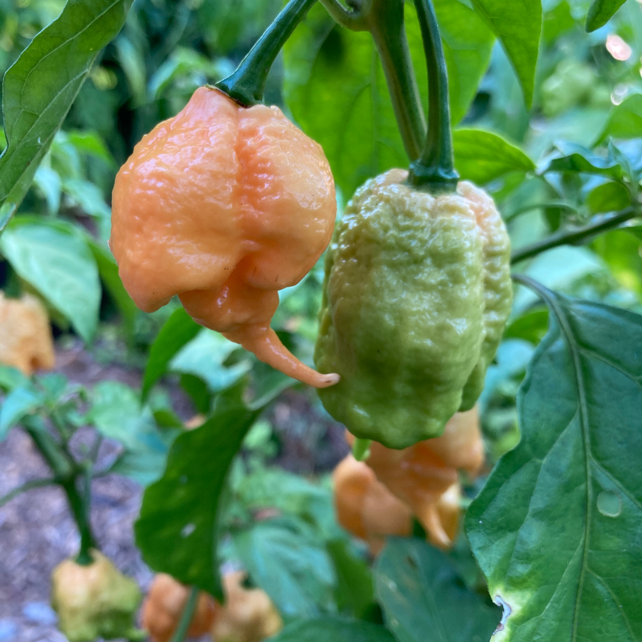 California Reaper Pepper Plant Tyler Farms