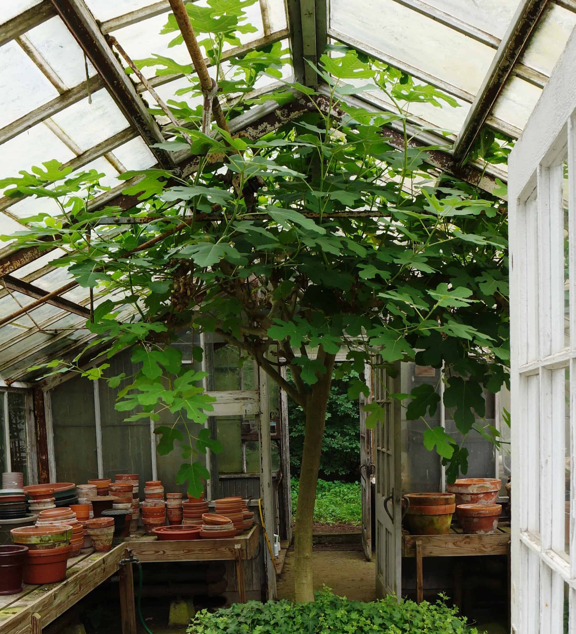 Fig Garden In Delight