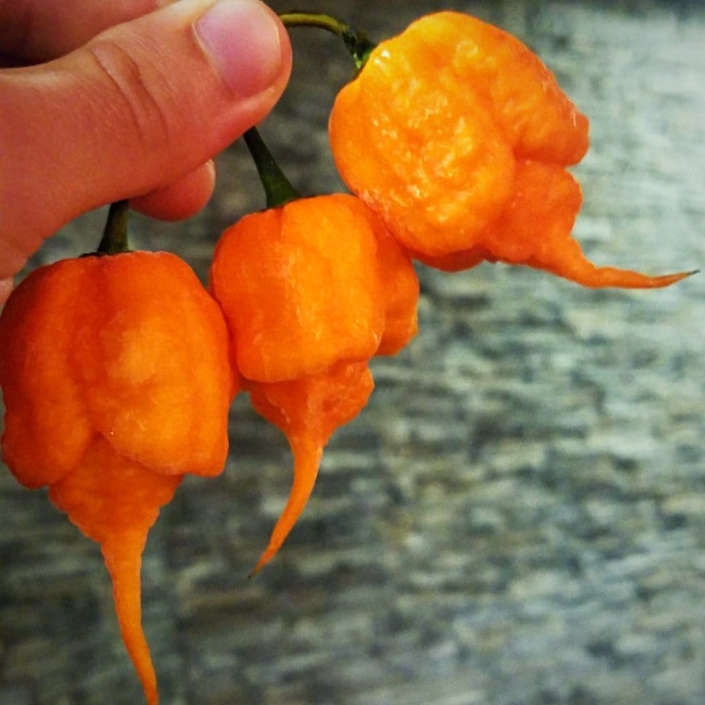 Peach Carolina Reaper California Reaper Seeds Pepper Joe S Pepper