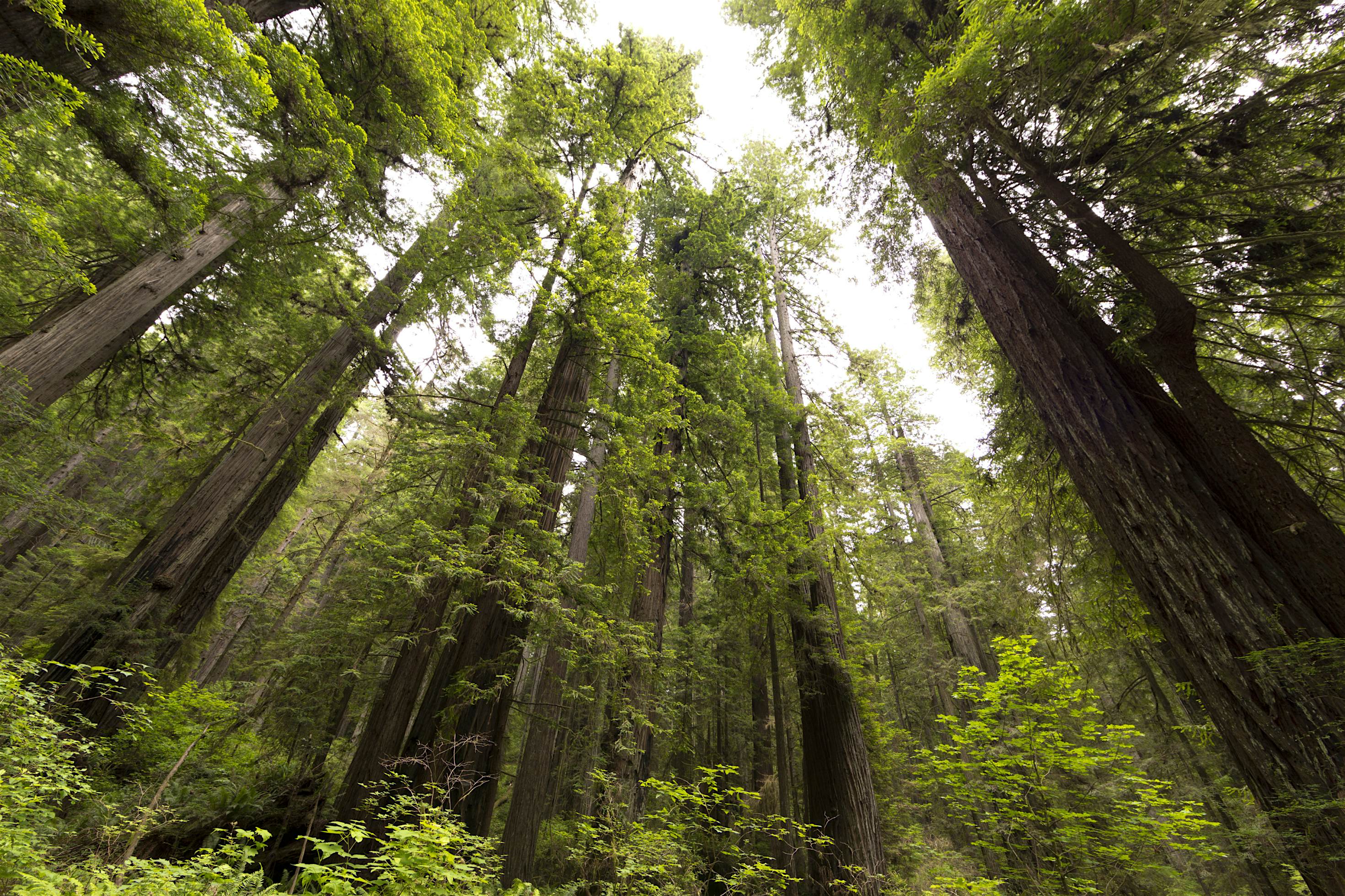 Redwood National And State Parks California Recreation Gov