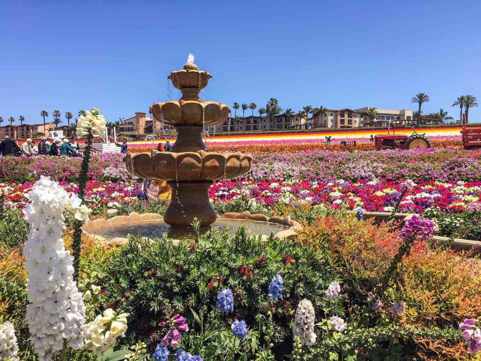 The Flower Fields In Carlsbad The Ultimate Guide Traveling Ness