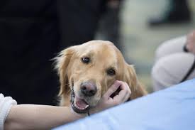 Therapy Dogs United Library Visit Iroquois