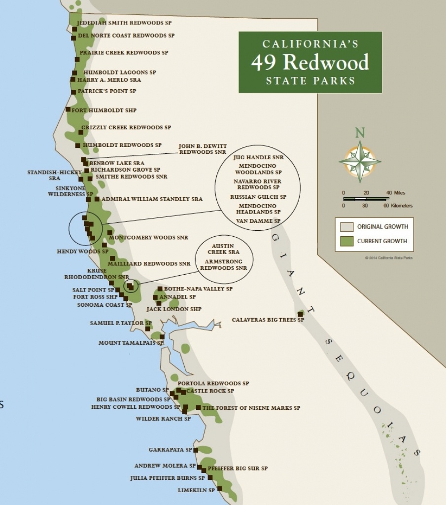 Where To See Redwood Trees In California